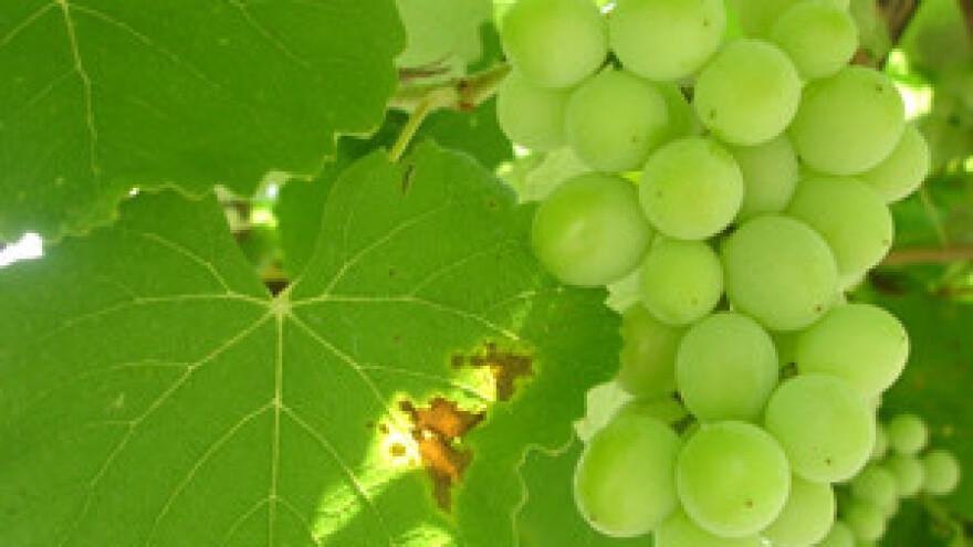 Trgovački lanci nude vino uz damping cijene