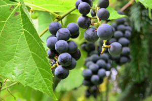 4. Degustacija mladih vina i maslinovih ulja Nadin 2012.