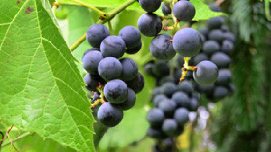 4. Degustacija mladih vina i maslinovih ulja Nadin 2012.