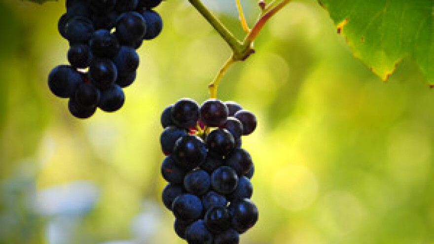 Regionalni muzej vina u Osijeku 2013