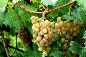 Integrirana proizvodnja grožđa za 2013. godinu