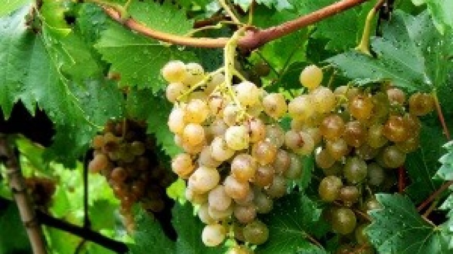 Integrirana proizvodnja grožđa za 2013. godinu