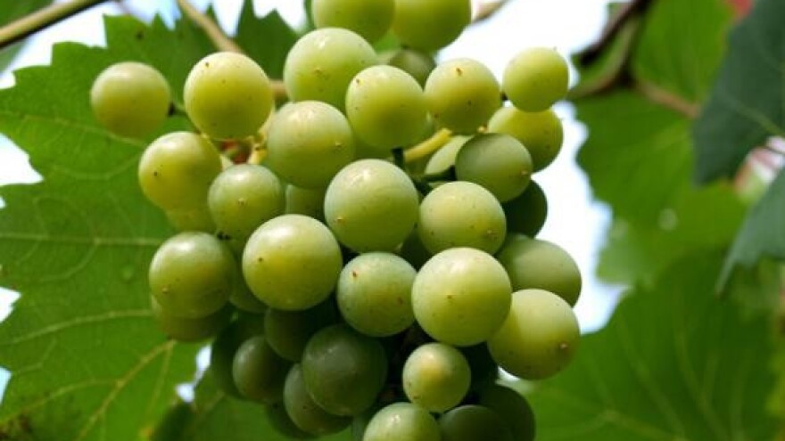 Iločka i vrbnička vina na kineskom tržištu