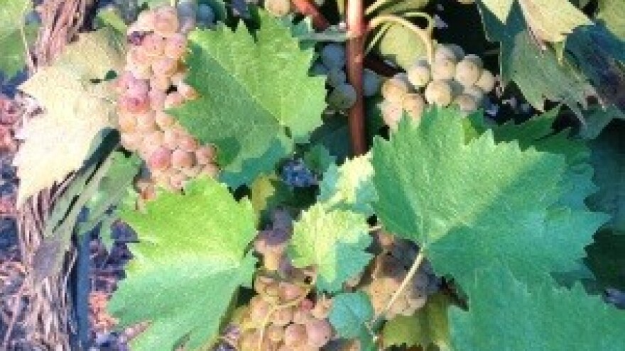 Šampionska maraština Srećka Troskota