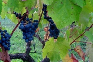 Prodaja vina putem interneta vinarima olakšava krizu