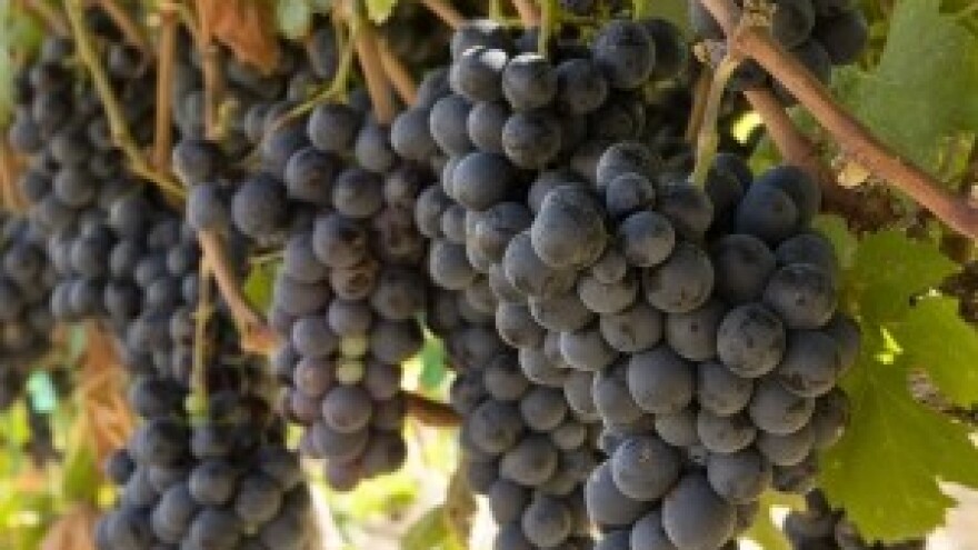 EU nije Hrvatskoj zabranio prošek