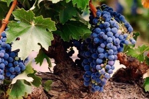 Šime Škaulj nagrađivani vinar koji nema problema s izlaskom na tržište