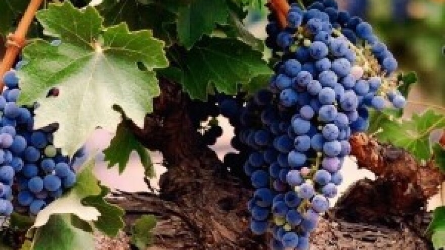 Šime Škaulj nagrađivani vinar koji nema problema s izlaskom na tržište