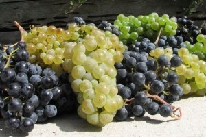 3. Ocjenjivanje i Izložba vina u Općini Križ