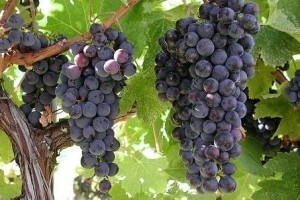 Jakovina se preplašio najava iz Italije