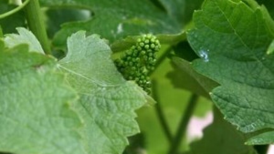 Zaštitite vinovu lozu jer joj zbog vremena prijeti plamenjača