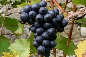 Hrvatska vina u europskoj bazi E-Bacchus