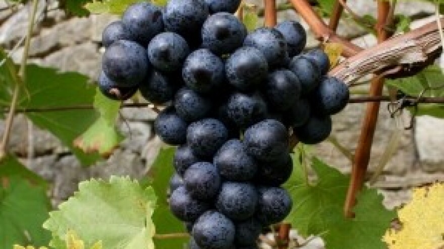 Hrvatska vina u europskoj bazi E-Bacchus