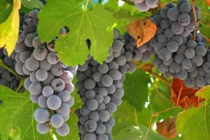 Registar vinograda