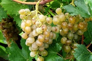 Jakovina otvara 46. Sajam i izložbu zagorskih vina