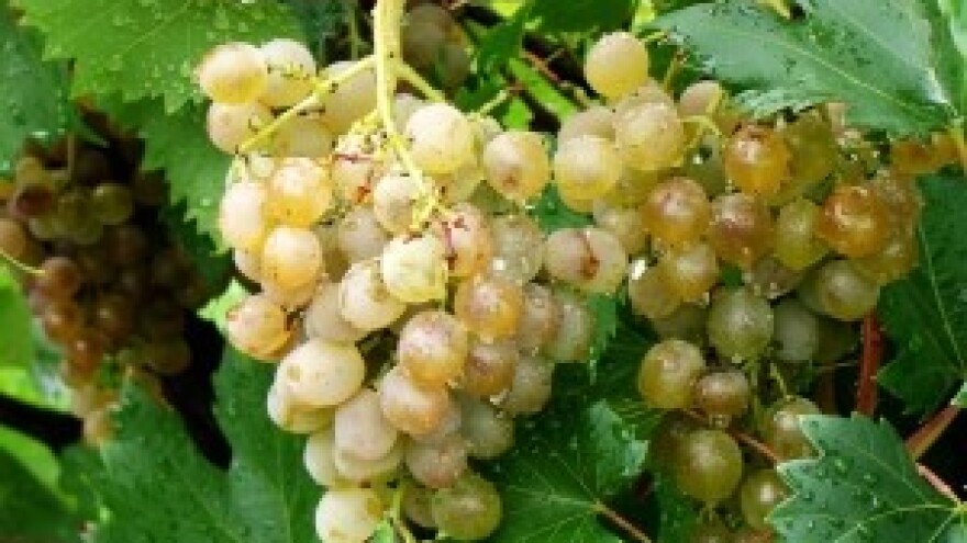 Jakovina otvara 46. Sajam i izložbu zagorskih vina