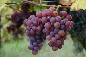 Hrvatska radi na zaštiti proizvođača terana i prošeka
