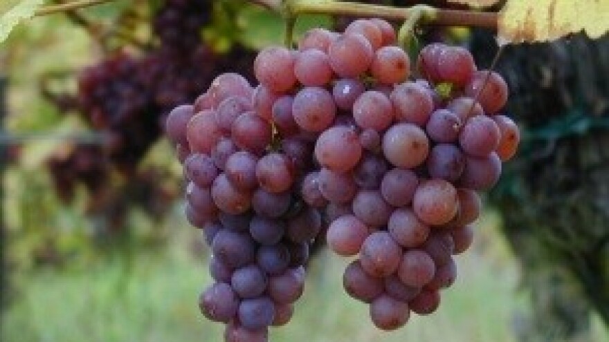 Hrvatska radi na zaštiti proizvođača terana i prošeka