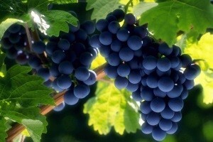 Londonske medalje za iločka vina