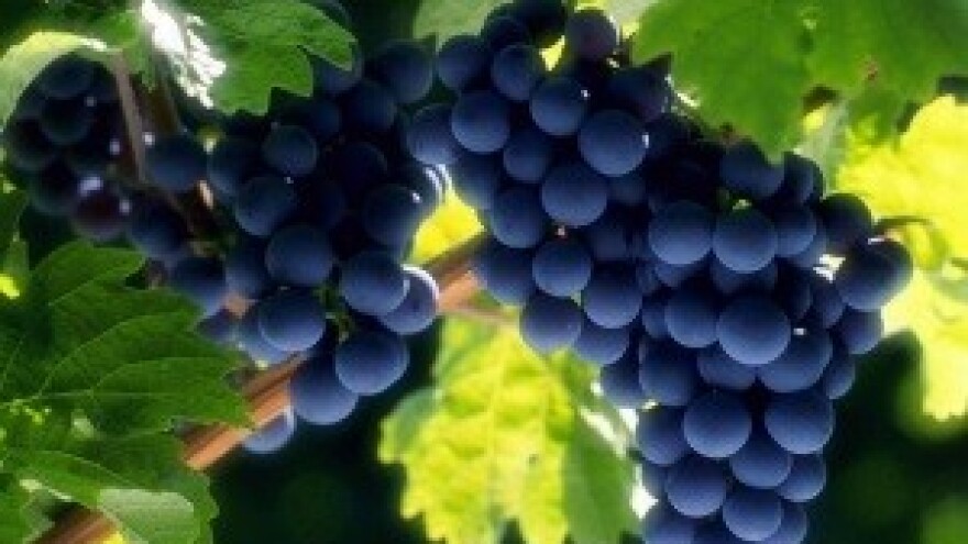 Londonske medalje za iločka vina