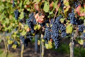 Ulazak u EU donosi zabranu sadnje novih vinograda