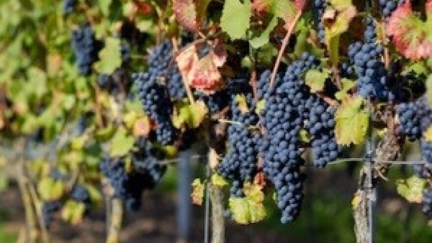 Ulazak u EU donosi zabranu sadnje novih vinograda