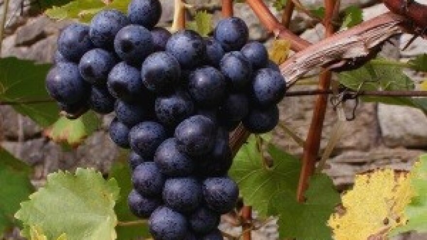 Istarski vinari: Teran ostaje Teran!