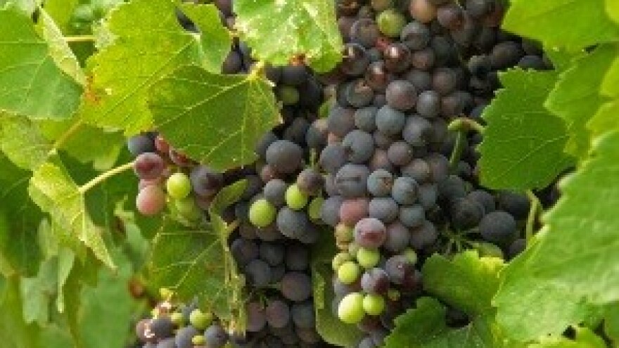 Dubrovačko-neretvanski vinari: Ministre Jakovina, samo je jedan prošek!