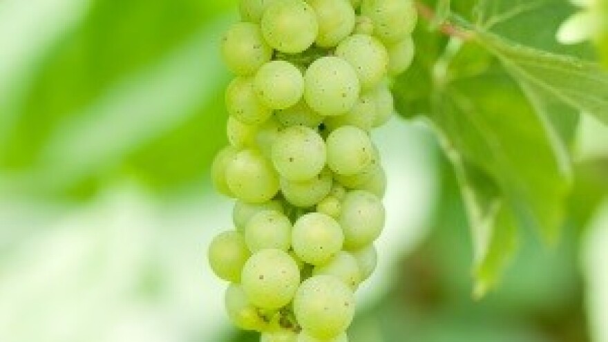 Iločki podrumi nakon Pariza, osvojili i London