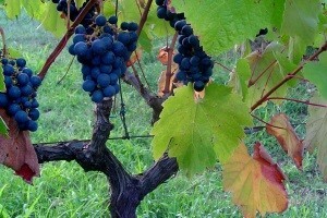 Peronospera hara u vinogradima bez zaštite