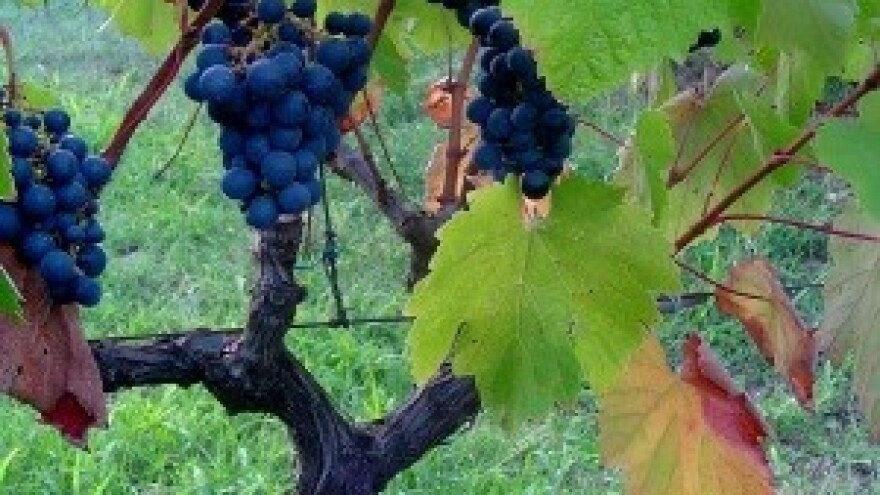 Peronospera hara u vinogradima bez zaštite