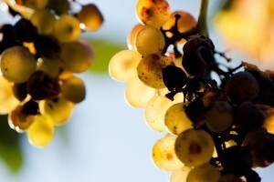 Prateći dokument proizvoda od grožđa i vina