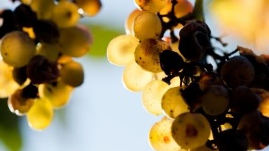 Prateći dokument proizvoda od grožđa i vina