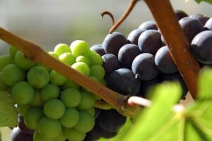 Agrokor najveća hrvatska vinarija