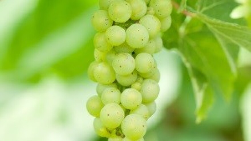 Oprezno sa zadnjim zaštitama grožđa!