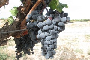 Odlična godina za vinogradare