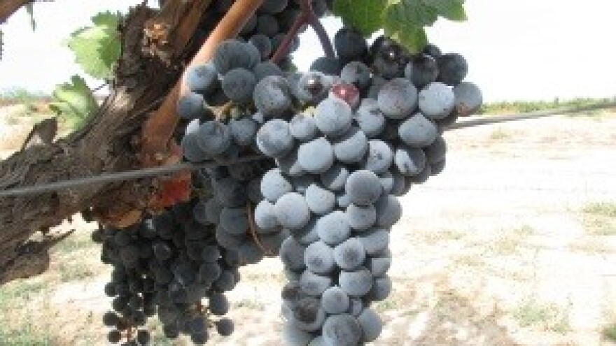 Odlična godina za vinogradare