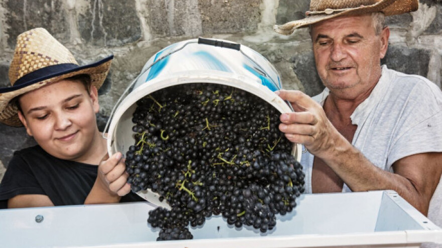 Zadrani napravili najveći iskorak u vinarstvu