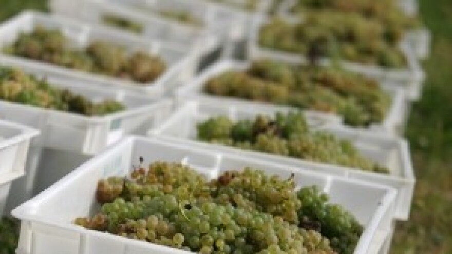 Najveća ručna berba graševine