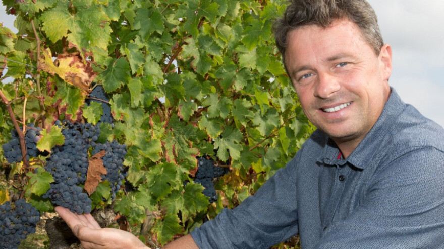 Unatoč lošoj klimi, vina su sve bolje kvalitete