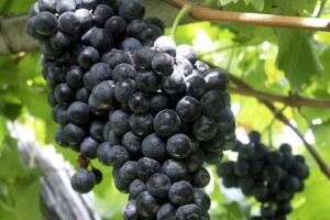 Vinogradarstvo više nije unosan posao