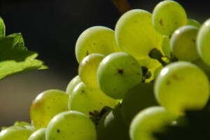 Zabrdi - buduća oaza vinara i "malog" biznisa