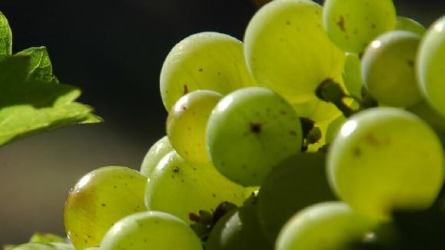 Zabrdi - buduća oaza vinara i "malog" biznisa