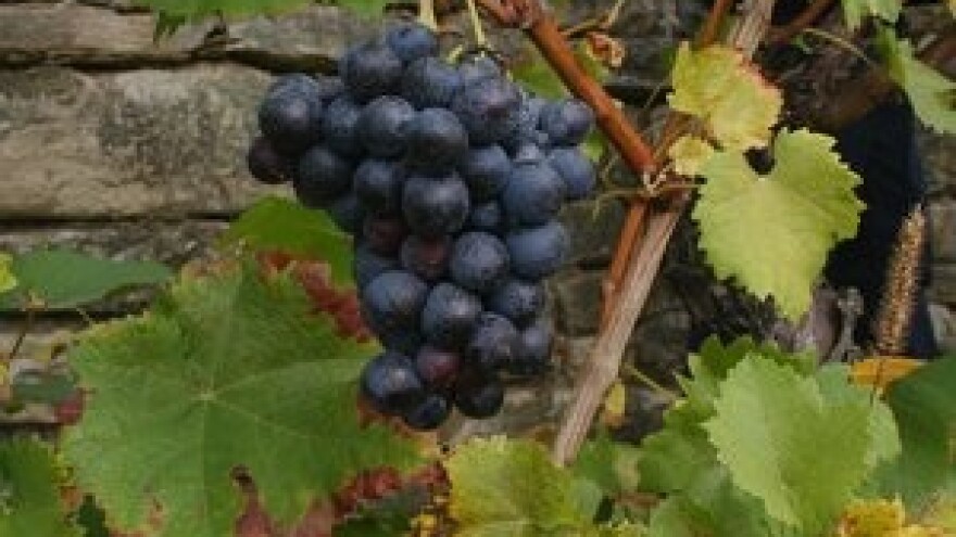 Preventivne mjere u zaštiti vinove loze