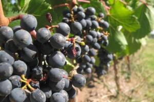 Korištenje IPARD programa u vinogradarstvu
