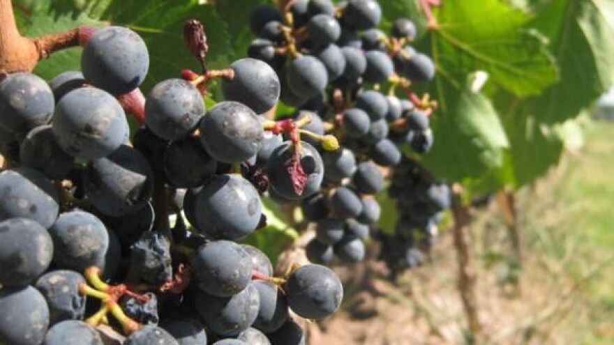 Korištenje IPARD programa u vinogradarstvu