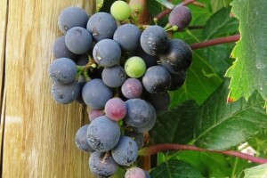 Dani vina Raba 2010.