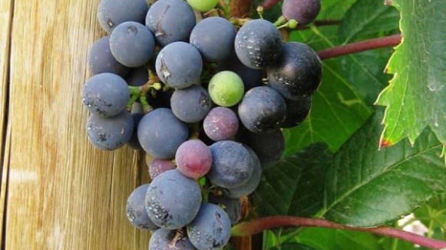 Dani vina Raba 2010.