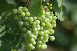Brendiranje vinske Hrvatske