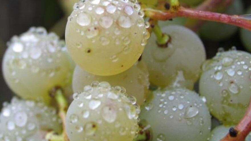 Festival graševine u Kutjevu